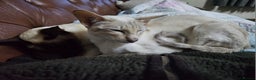 Siamese cats for sale: Beautiful loving Siamese female - Advert 1