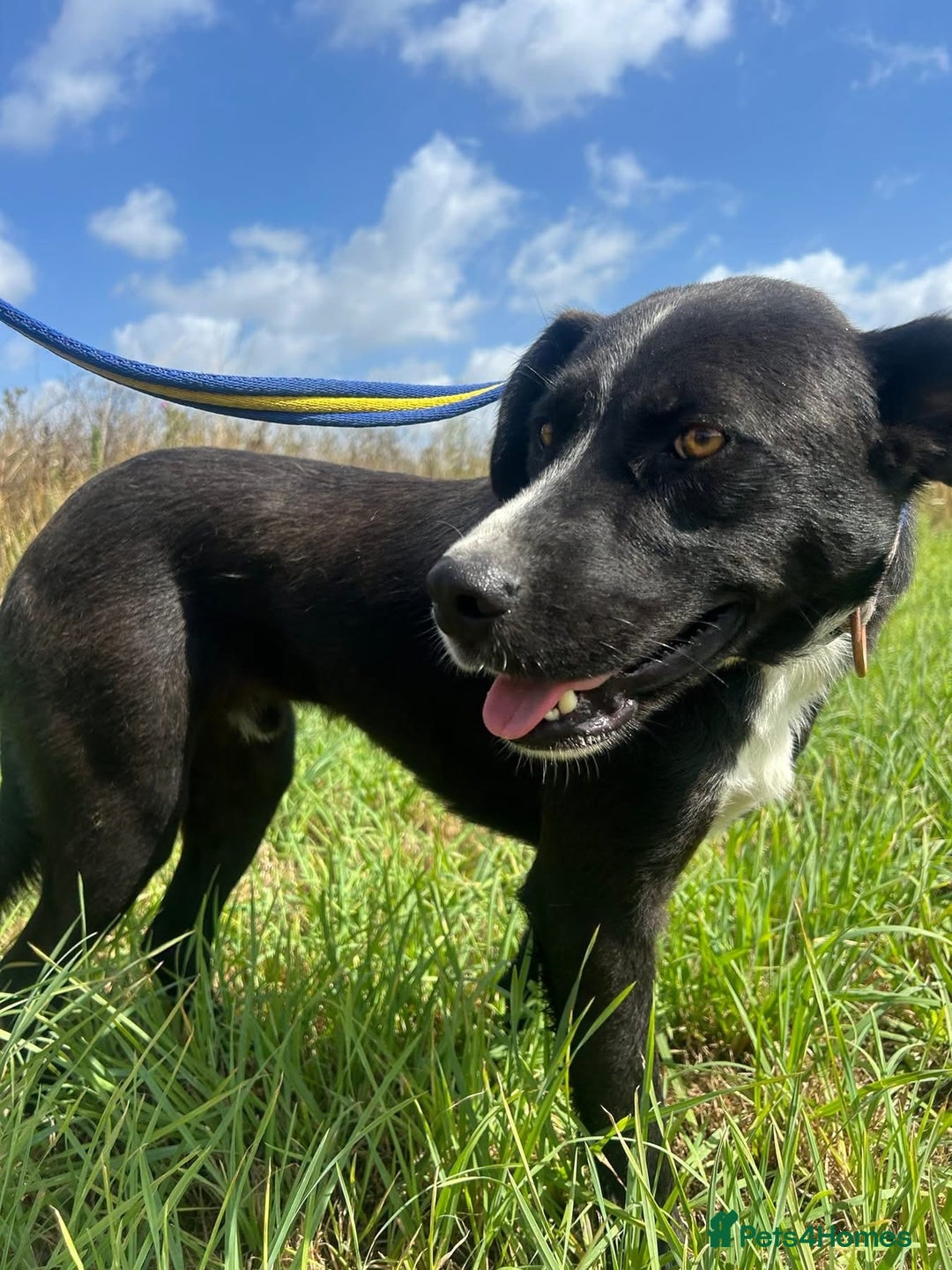 Mixed Breed dogs for adoption: Vito - Norwich Norfolk  - Image 3