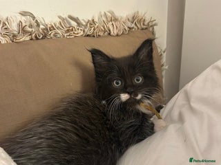 Maine Coon cats Stunning Maine coon cubs for sale - Advert 2