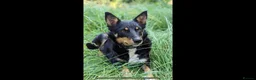 Australian Kelpie dogs for sale: Kelpie dog pup in Ilfracombe - Advert 2