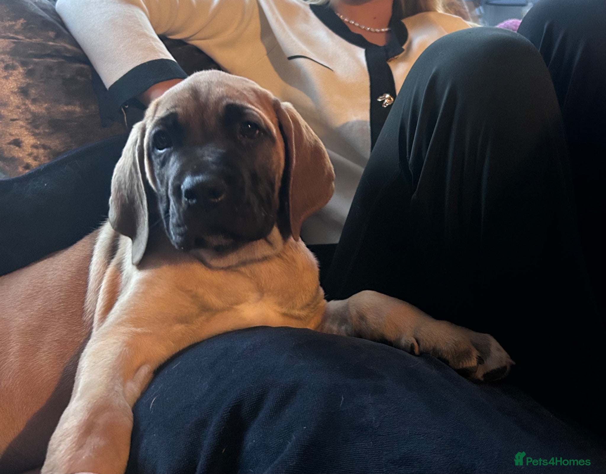 Mixed Breed dogs Old English mastiff 1 left! reduced ! Ready now  - Advert 10