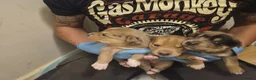 Mixed Breed dogs for sale: Staffy x husky puppies - Advert 8