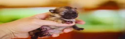 Pomeranian dogs for sale: KC registered pomeranian puppies - 4 girls  - Advert 26