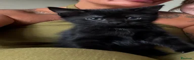 Mixed Breed Kitten 2