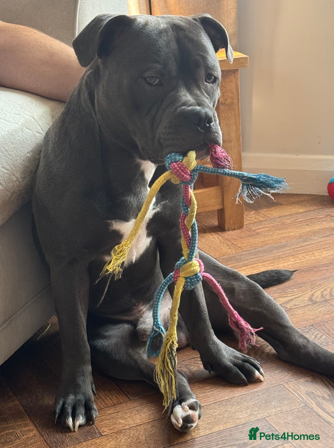 Staffordshire Bull Terrier dogs for stud: Staffordshire Bull Terrier STUD - Image 6