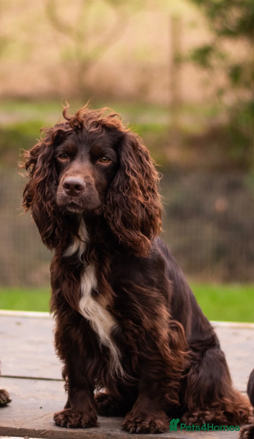 Cocker Spaniel dogs for stud: Working Cocker Spaniel For Stud - Advert 1