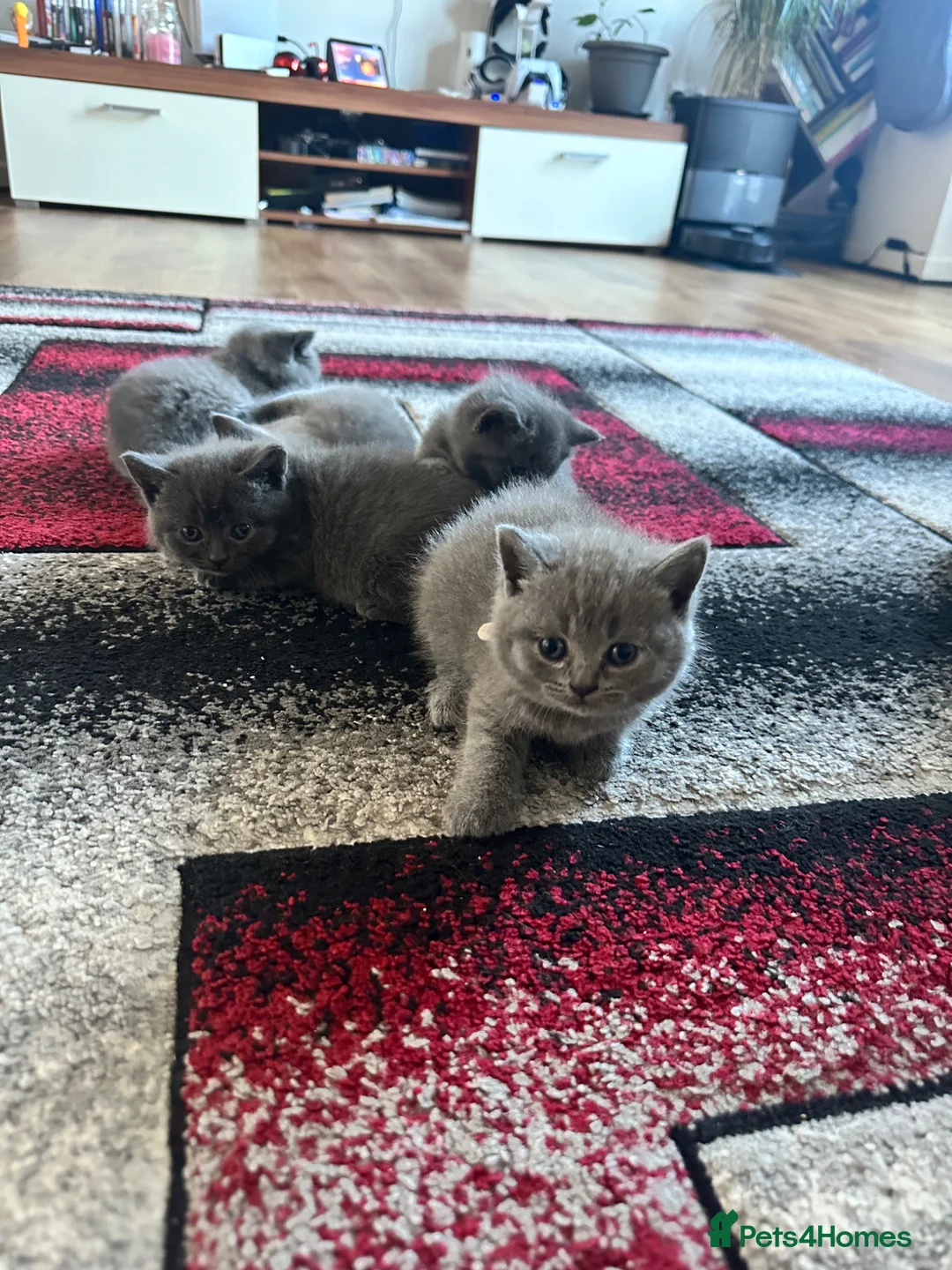 British Shorthair cats for sale: 🐾 Stunning British Blue ShortHair Kittens 🎁🐣 🐾 - Advert 19