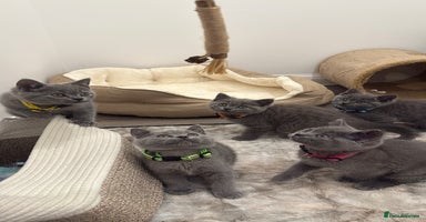 British Shorthair cats - Advert 11