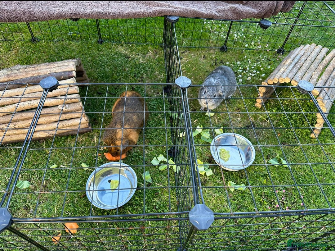 Guinea Pig rodents for sale: 2 x Male Guinea Pigs  - Advert 5