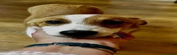 Mixed Breed dogs for adoption: Konie 🩷 in Worcester Park - Advert 7