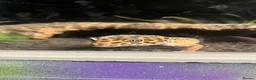 Leopard Gecko reptiles for sale: male and female leopard geckos plus tanks - Advert 5