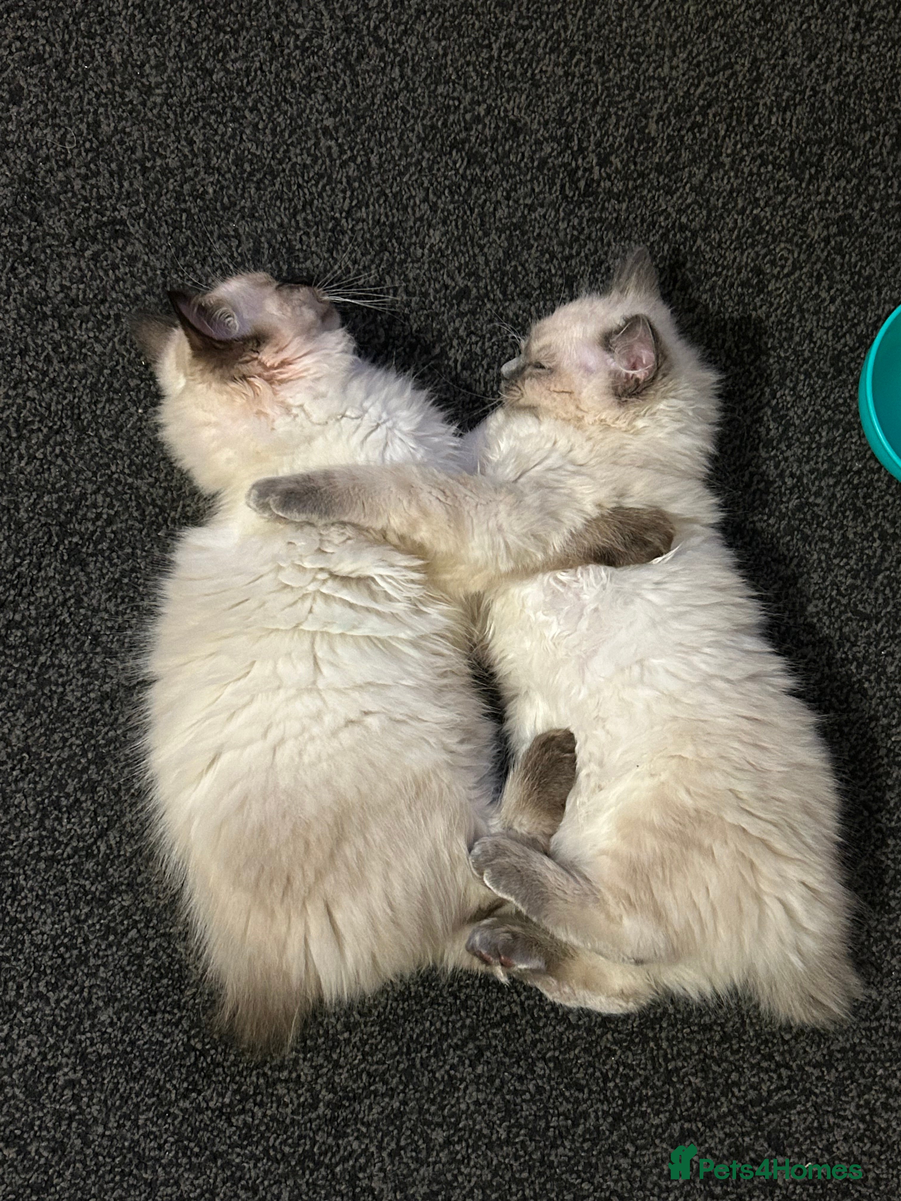 Ragdoll cats Ragdoll kittens - male - Advert 1