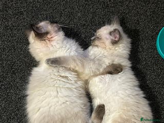 Ragdoll cats Ragdoll kittens - male - Advert 1