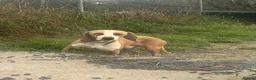 Mixed Breed dogs for adoption: Txiru in Woolacombe - Advert 9