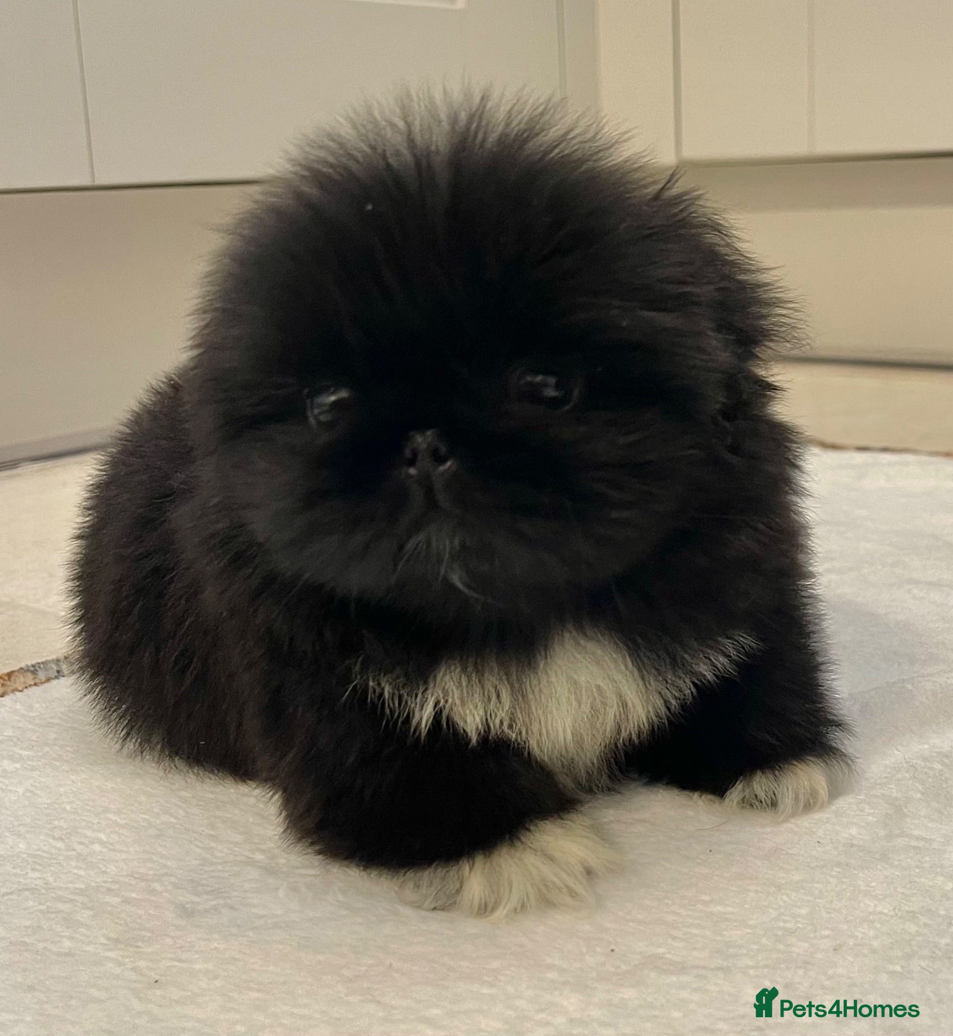 Pekingese dogs 💙Stunning Black KC registered Pekingese Puppy💙 - Advert 2