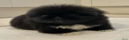 Pekingese dogs for sale: 💙Stunning Black KC registered Pekingese Puppy💙 - Advert 2
