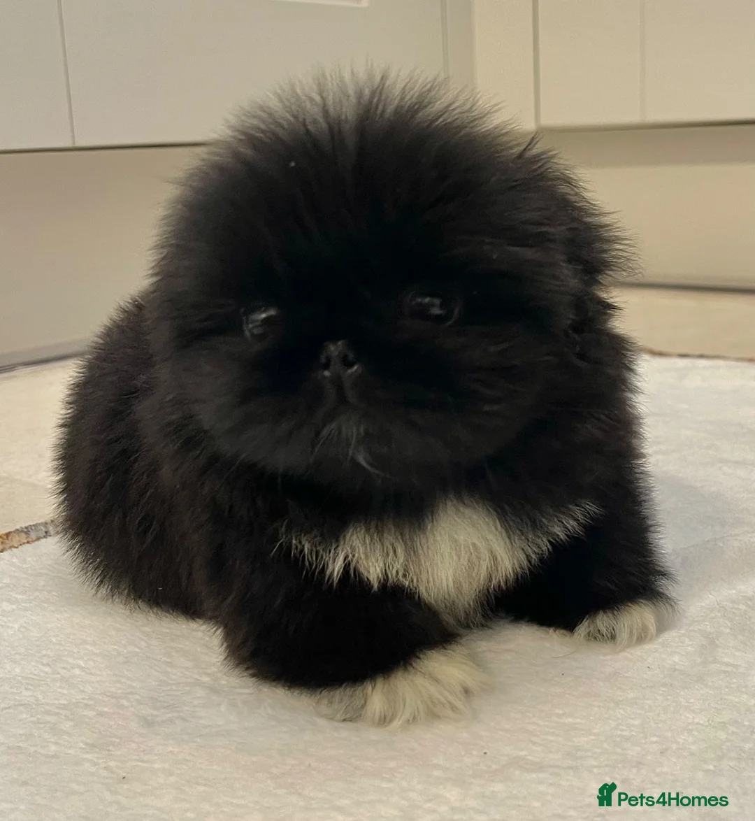 Pekingese dogs for sale: 💙Stunning Black KC registered Pekingese Puppy💙 - Advert 2