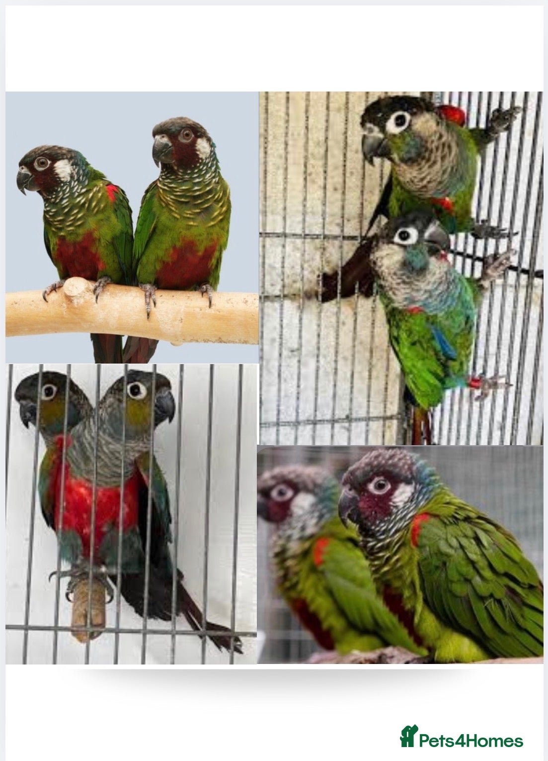 Conures birds Quilty breeding Conures for sale  - Advert 1