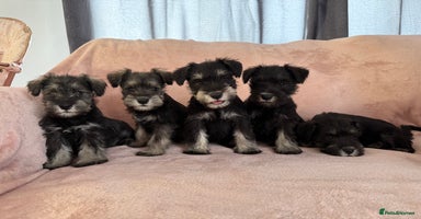 Miniature Schnauzer dogs - Advert 8