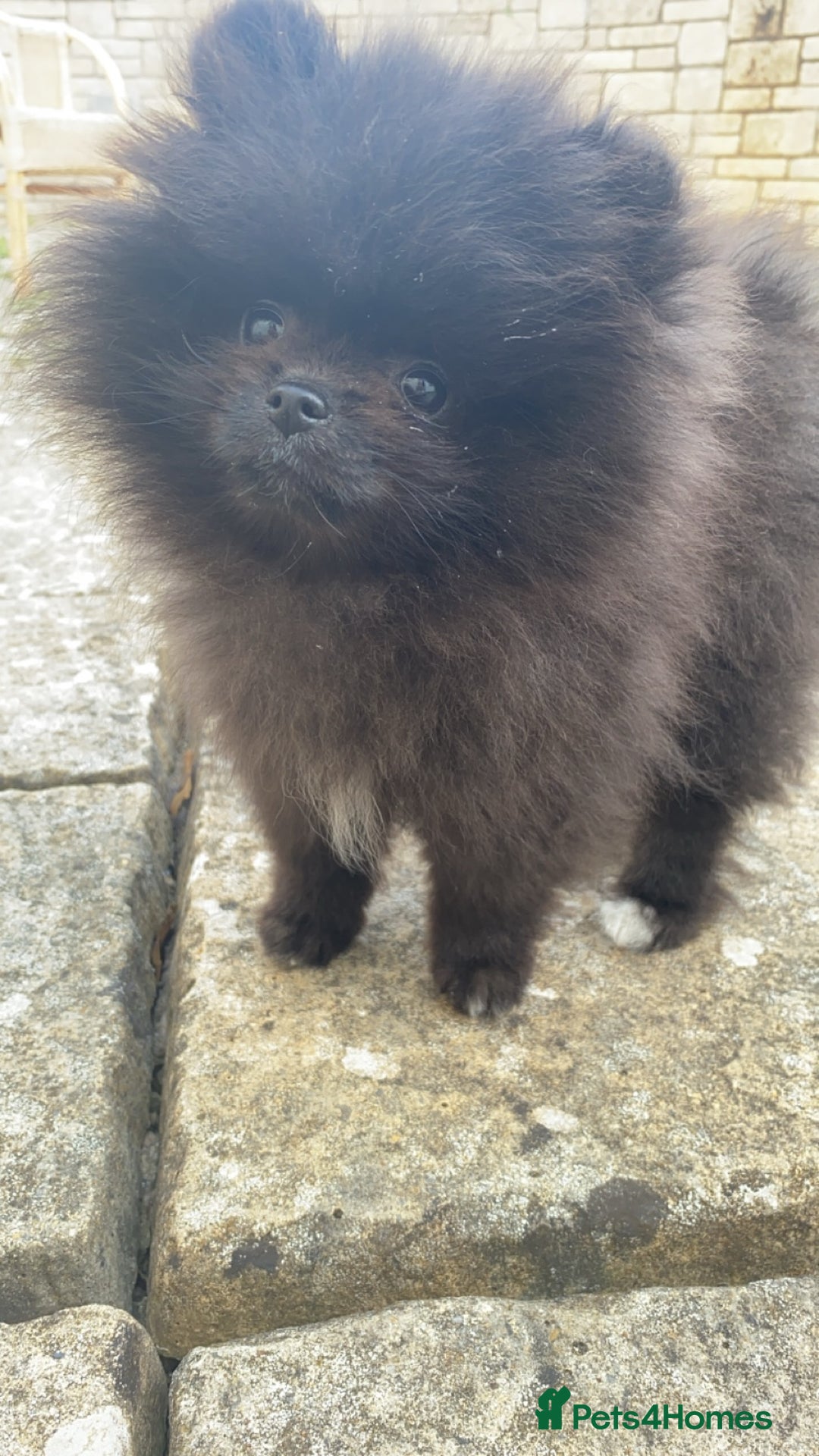 Pomeranian dogs for sale: Beautiful boy Pomeranian puppy 💙 - Image 2