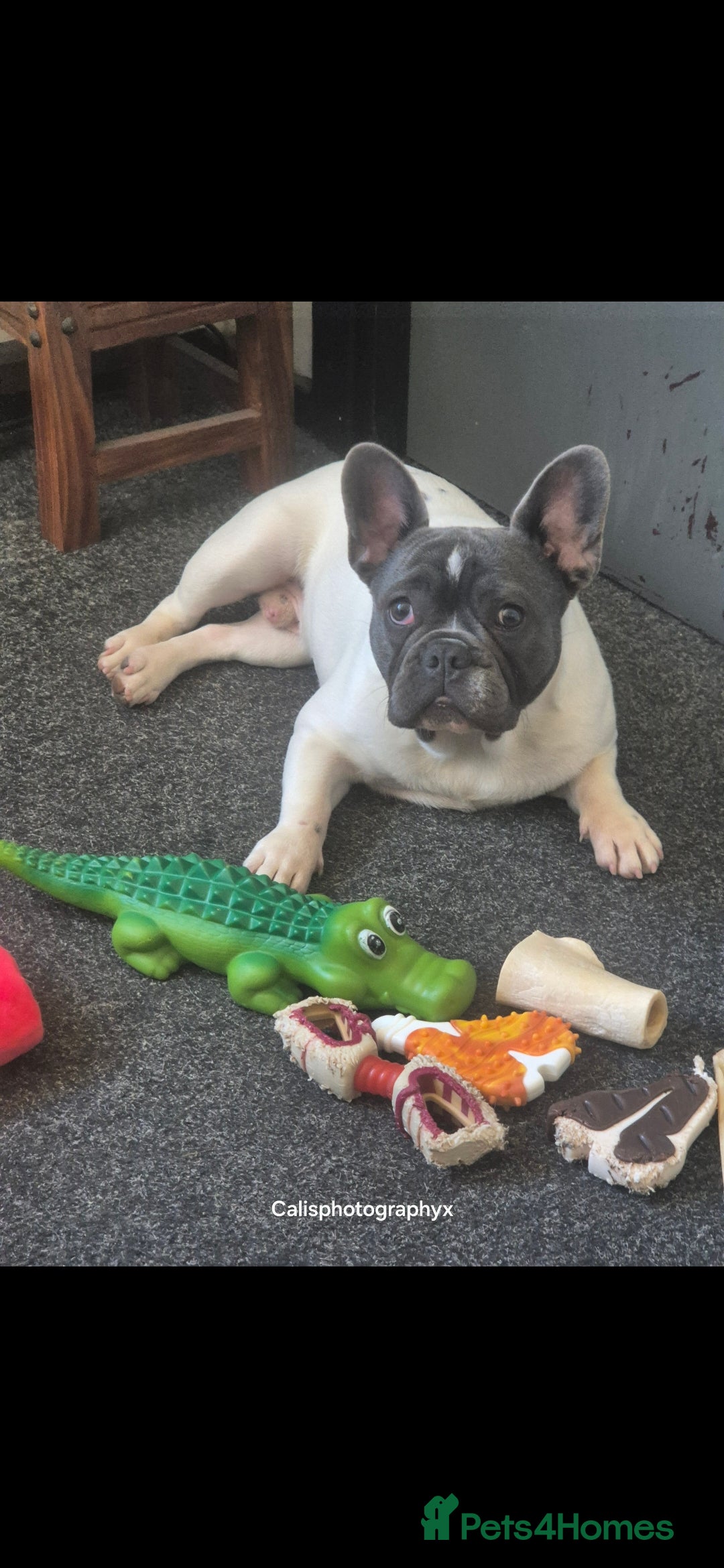 French Bulldog dogs for sale: Last 4 French bulldogs reduced  - Advert 7