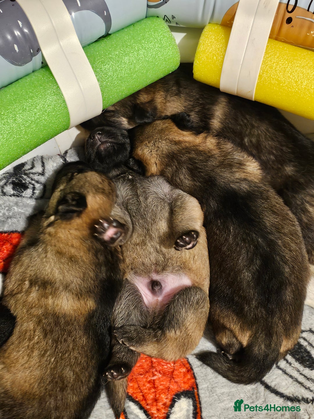 Mixed Breed dogs for sale: German Shepherd x Akita puppies - 4 females left - Advert 8