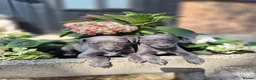 Whippet dogs for sale: Whippet Puppies - Advert 6