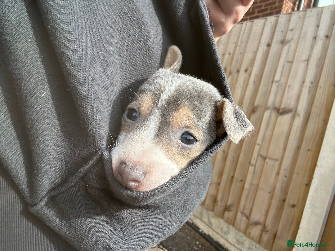Jack Russell dogs for sale: DONJACKS PUPPIES ON THE WAY!! - Advert 13