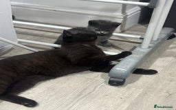 British Shorthair cats for sale: Sphynx boy and British shorthair girl  - Image 12