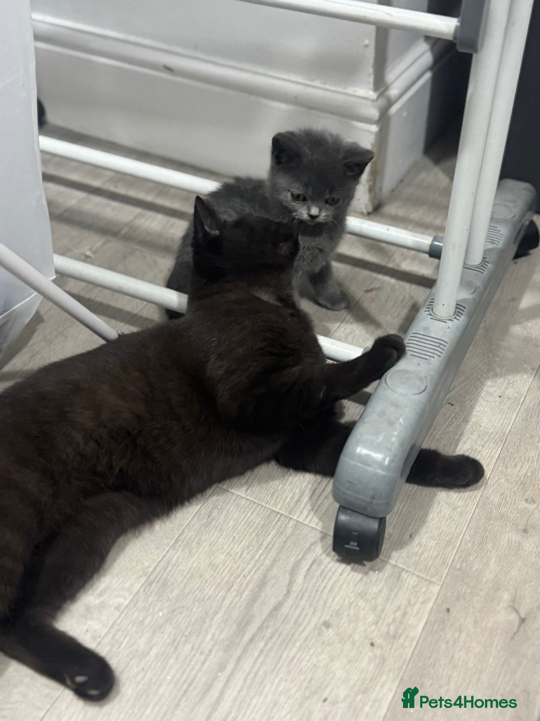 British Shorthair cats for sale: Sphynx boy and British shorthair girl  - Image 12