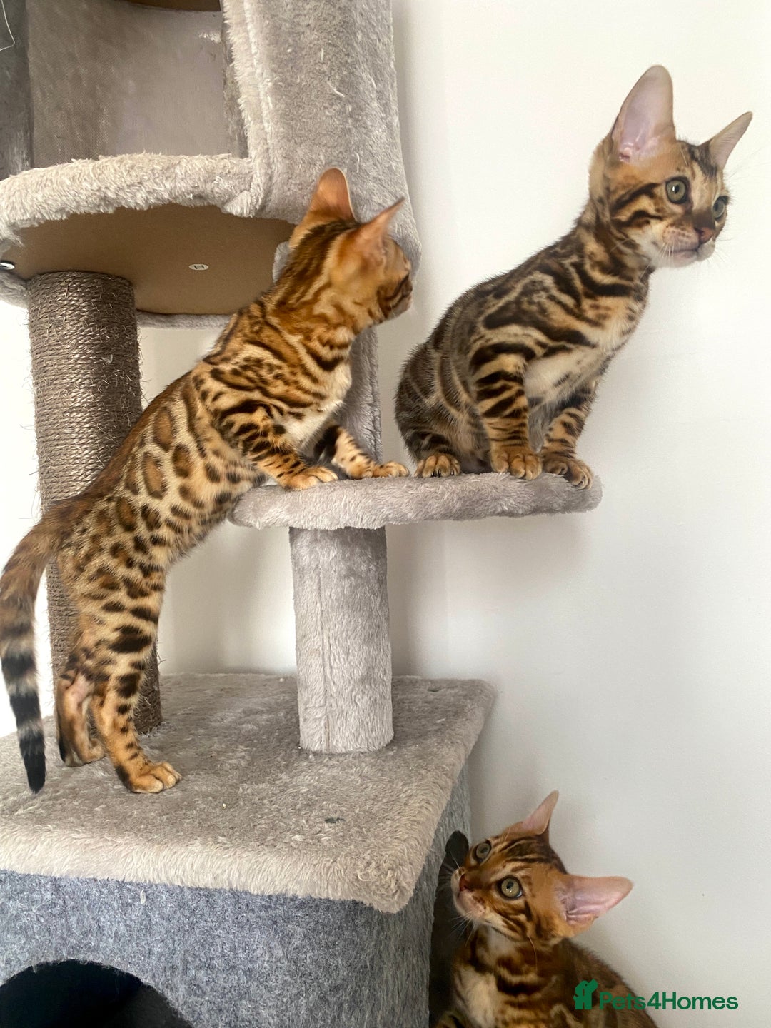 Bengal cats for sale: TICA register.ONLY 2 BOYS 🙀😺LEFT !!! in Northampton - Image 25