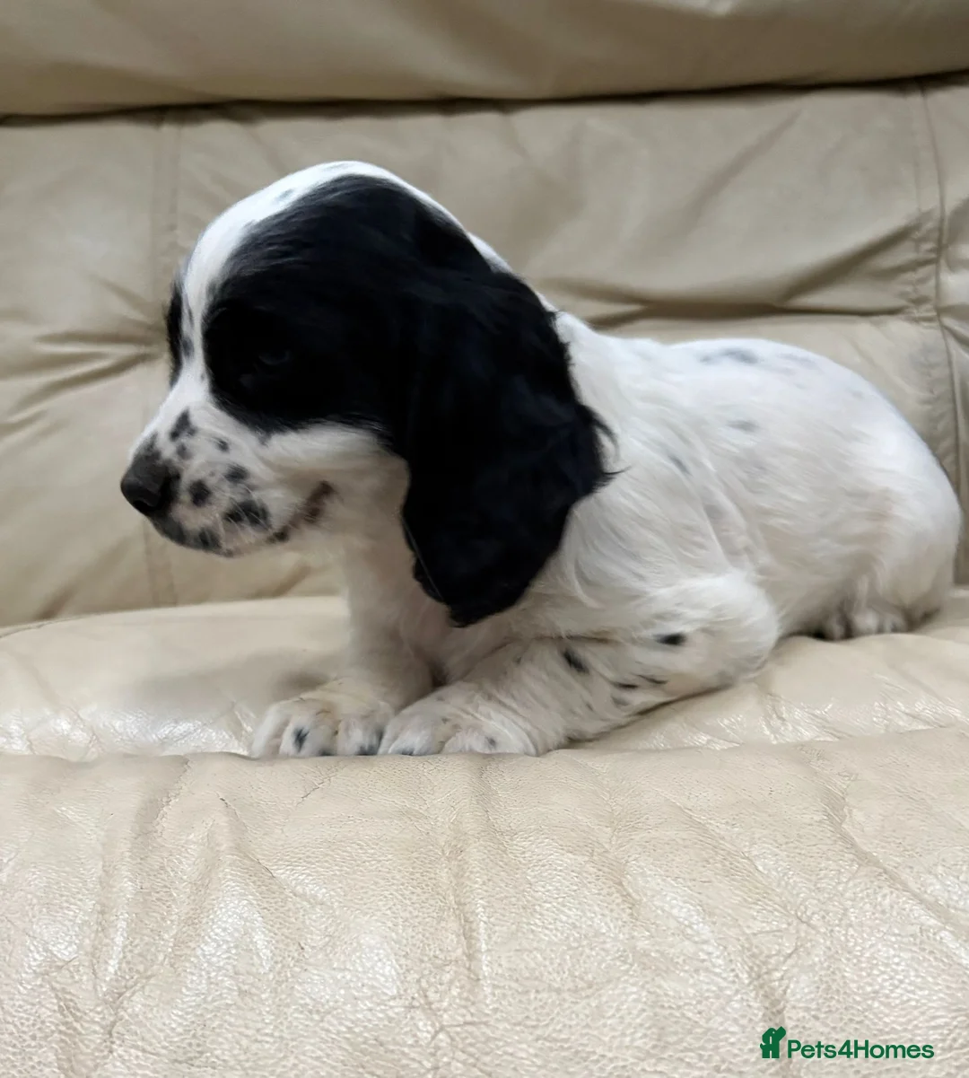 Cocker Spaniel dogs for sale: Working cocker spaniels  in Rochester - Advert 2