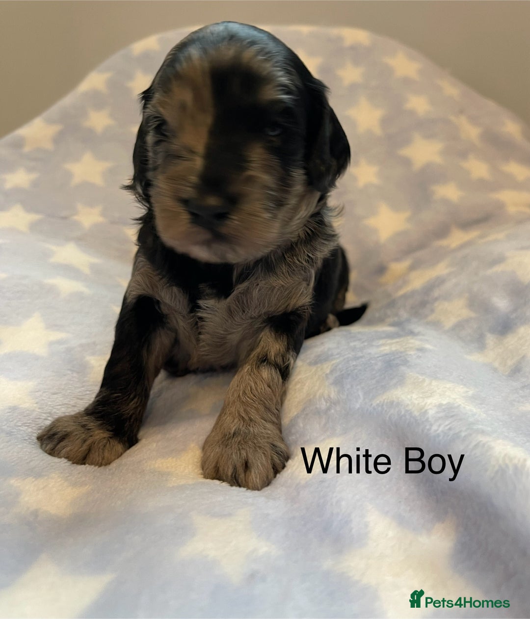 Cockapoo dogs for sale: Stunning F2 Cockapoo puppies fully DNA tested  - Image 1