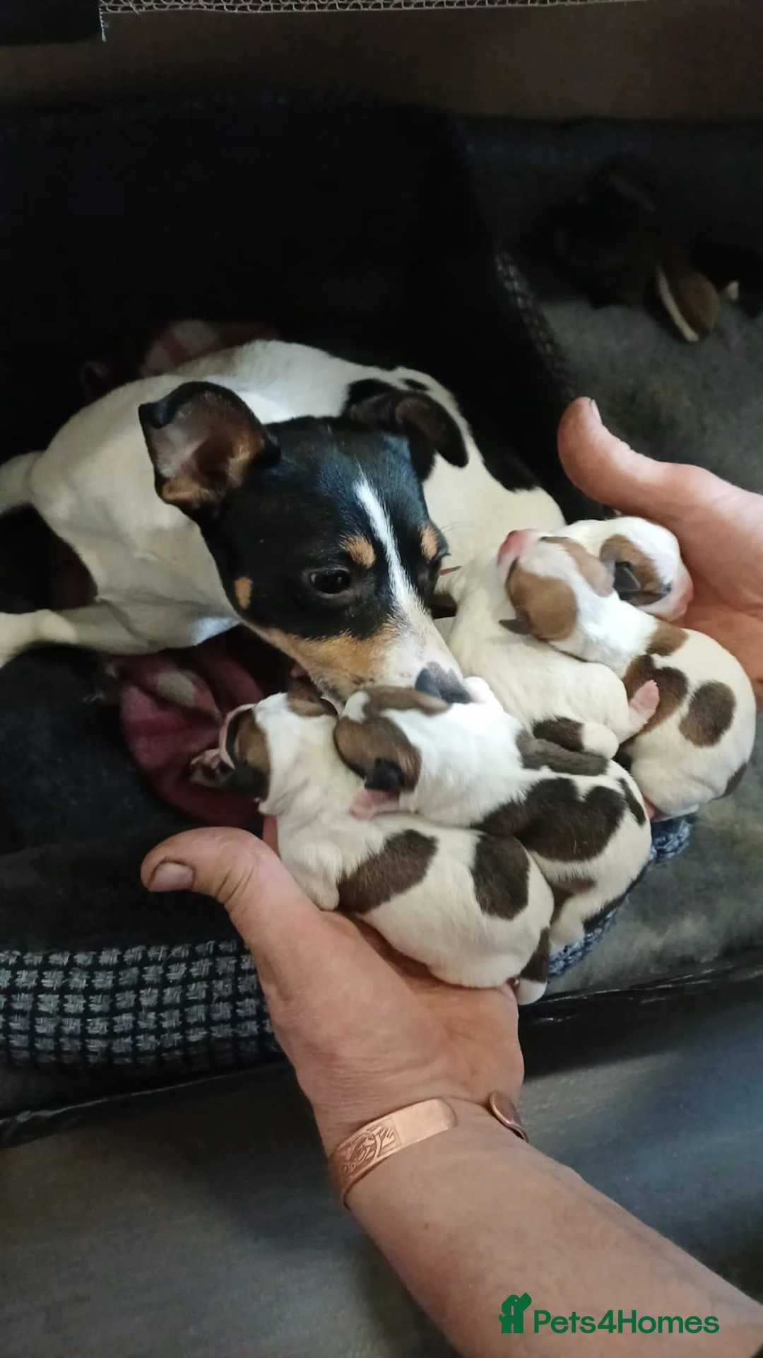 Jack Russell dogs for sale: Jack Russell pups in Biggar - Advert 2