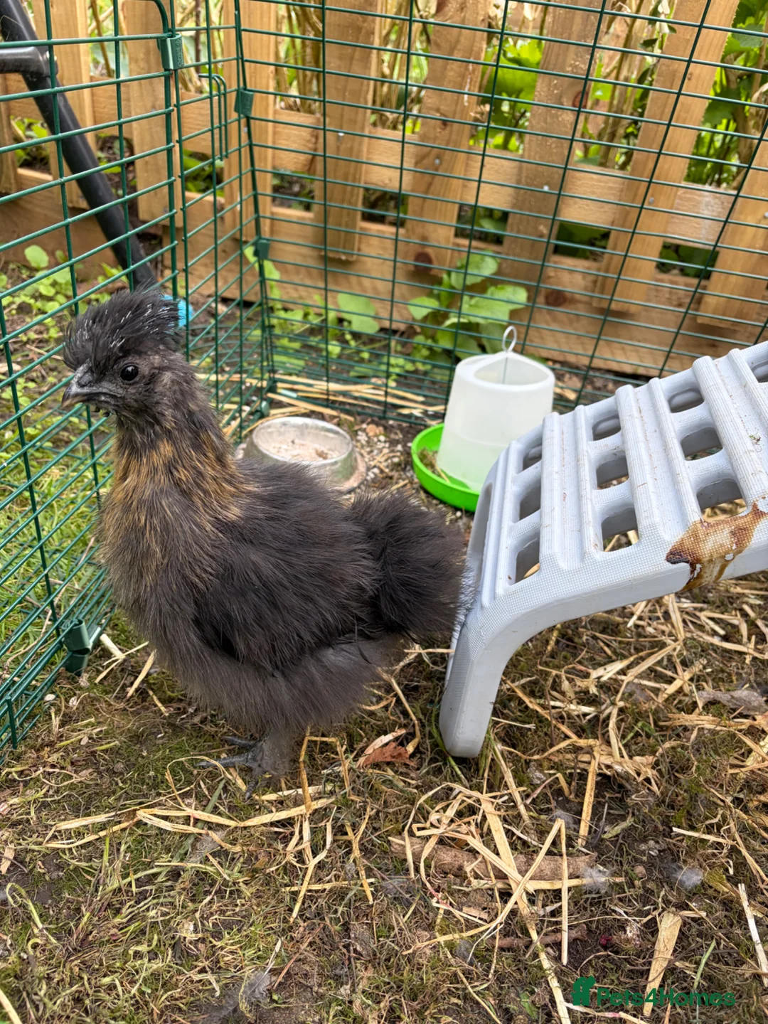 Chickens poultry for sale: 3 pet Silkies in Cambridge - Advert 5