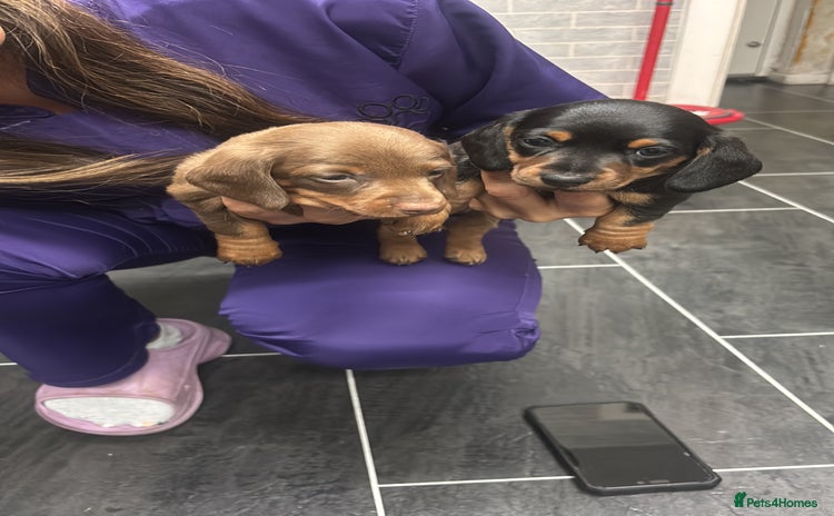 Miniature Dachshund dogs - Advert 8