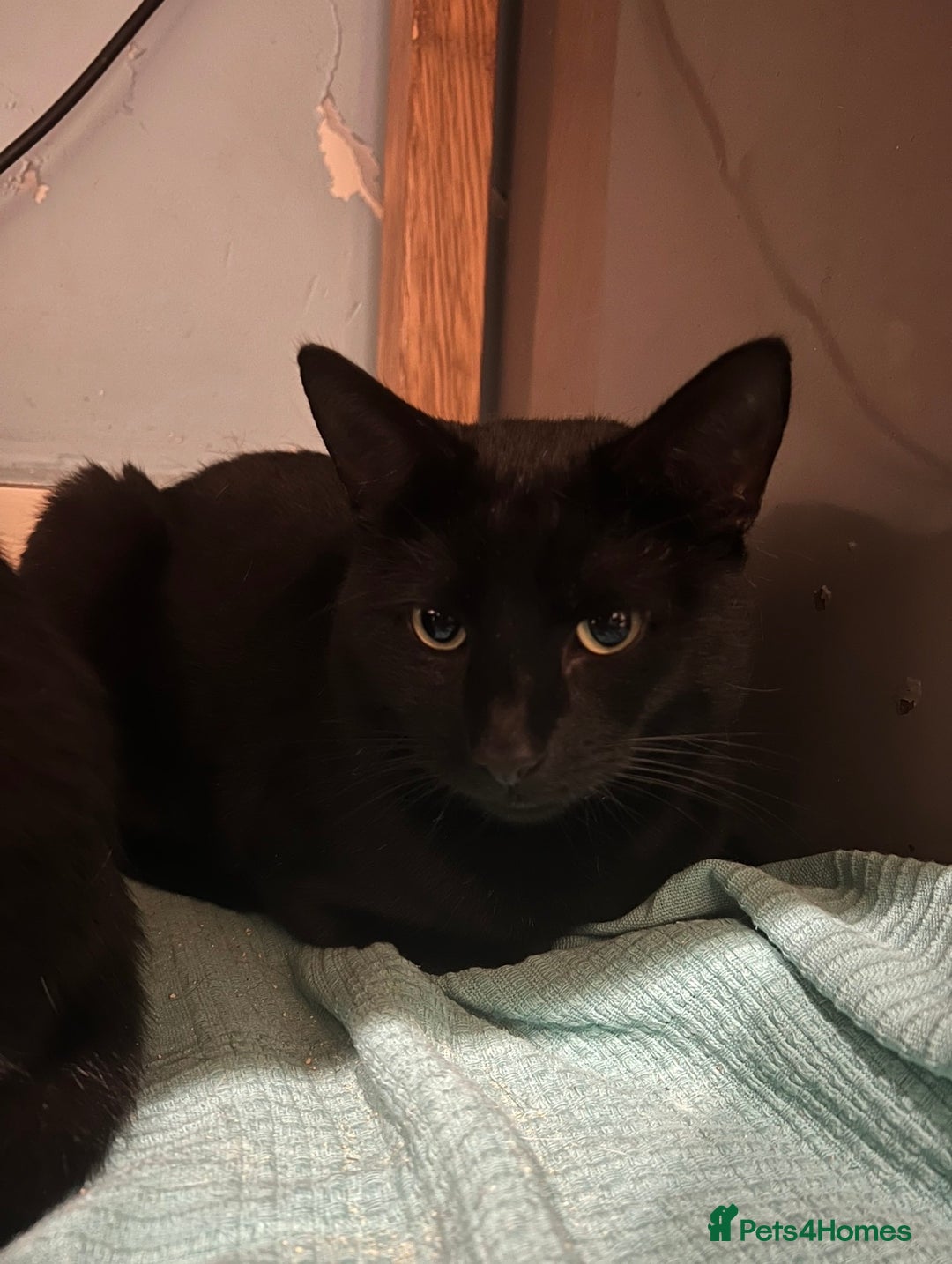 Mixed Breed cats for sale: Loving lucky black cats - Advert 11