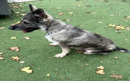 German Shepherd dogs for sale: Retirement home wanted for this lovely Gsd  - Image 9