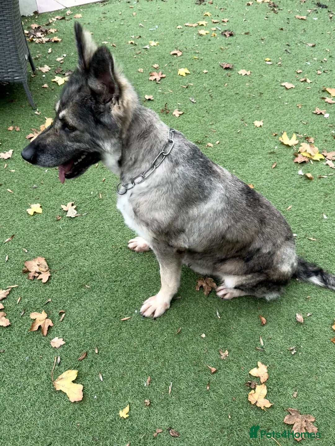 German Shepherd dogs for sale: Retirement home wanted for this lovely Gsd  - Image 9