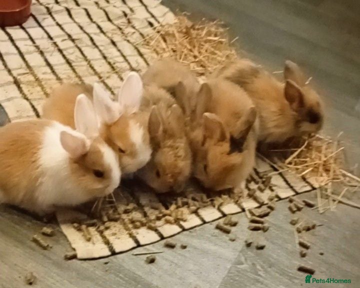 Mixed Breed rabbits 6 beautiful bunnies for sale  - Advert 1