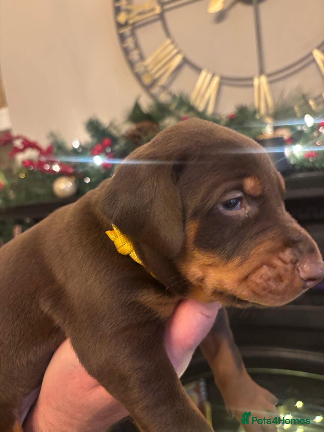 Dobermann dogs for sale: Beautiful chunky Dobermans - Advert 22
