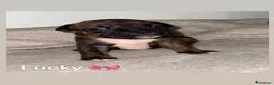 Mixed Breed 4
