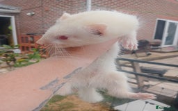 Ferret rodents for sale: 4 kits for sale  - Image 3