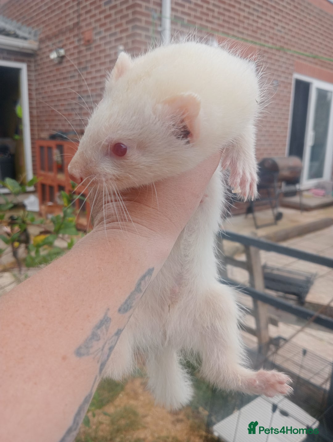 Ferret rodents for sale: 4 kits for sale  - Image 3
