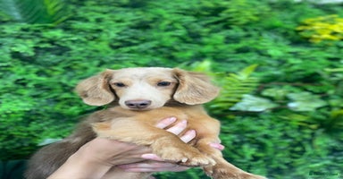 Miniature Dachshund dogs - Advert 7