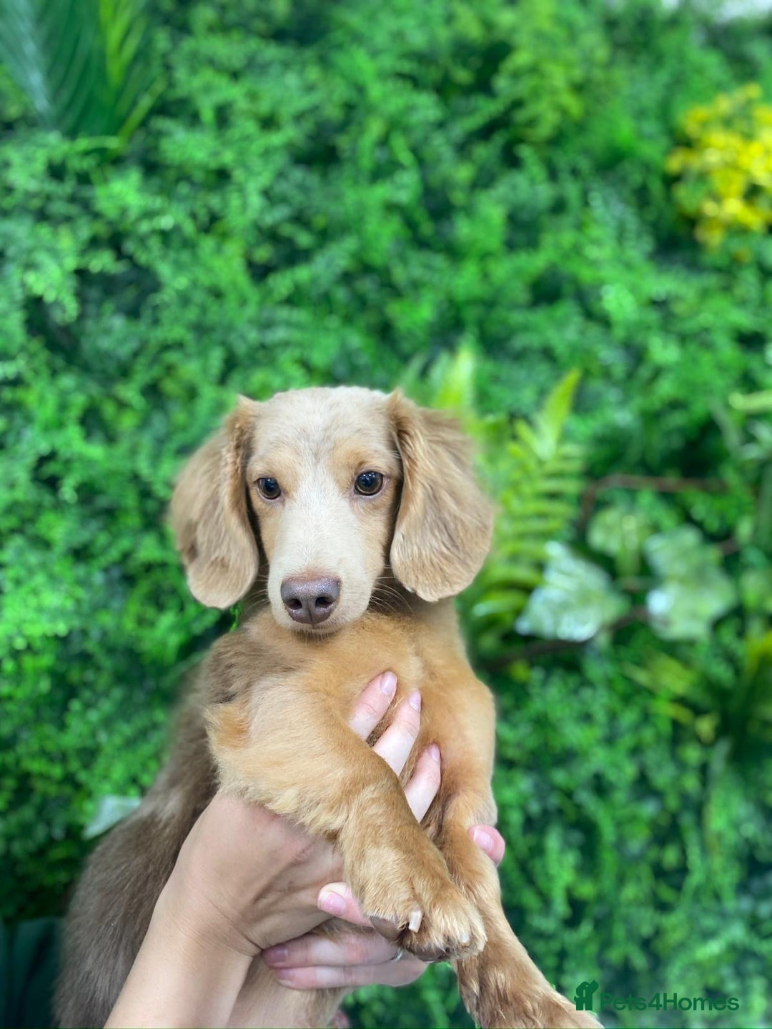 Miniature Dachshund dogs for sale: Adult Isabella dapple tan carrying cream  - Image 3