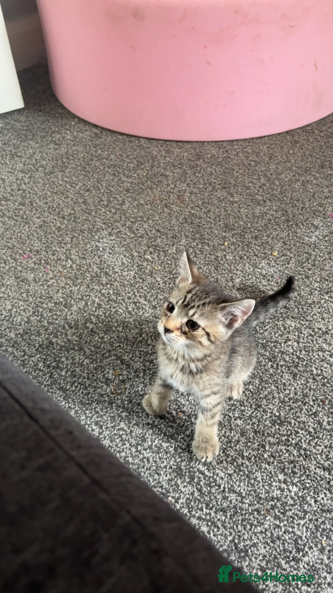 British Shorthair cats for sale: Male kittens  in Halifax - Advert 5