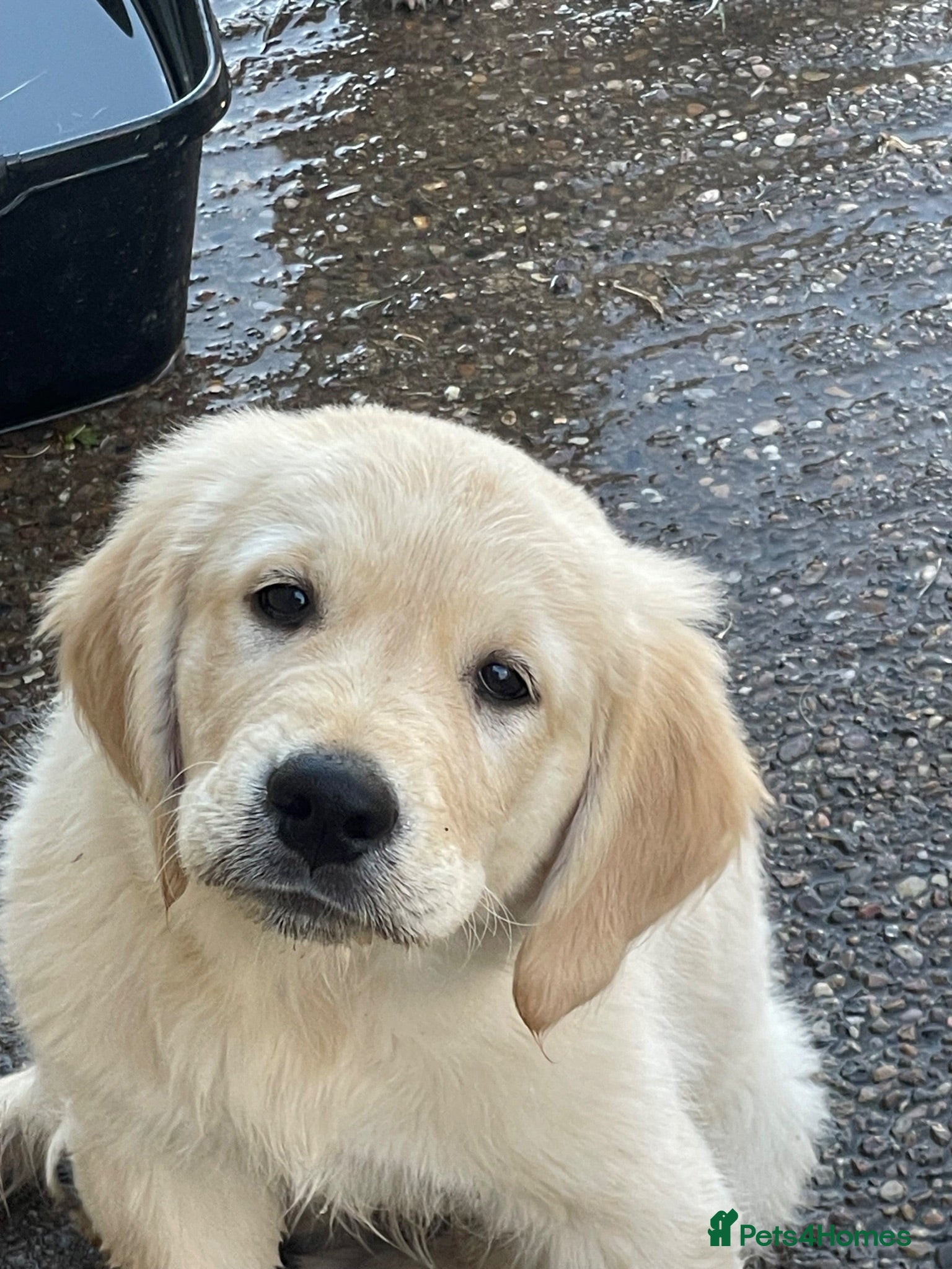 Golden Retriever dogs 7 Beautiful Golden retriever puppies  - Advert 1