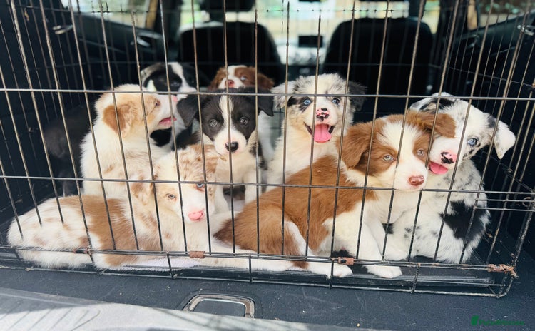 Border Collie dogs - Advert 4
