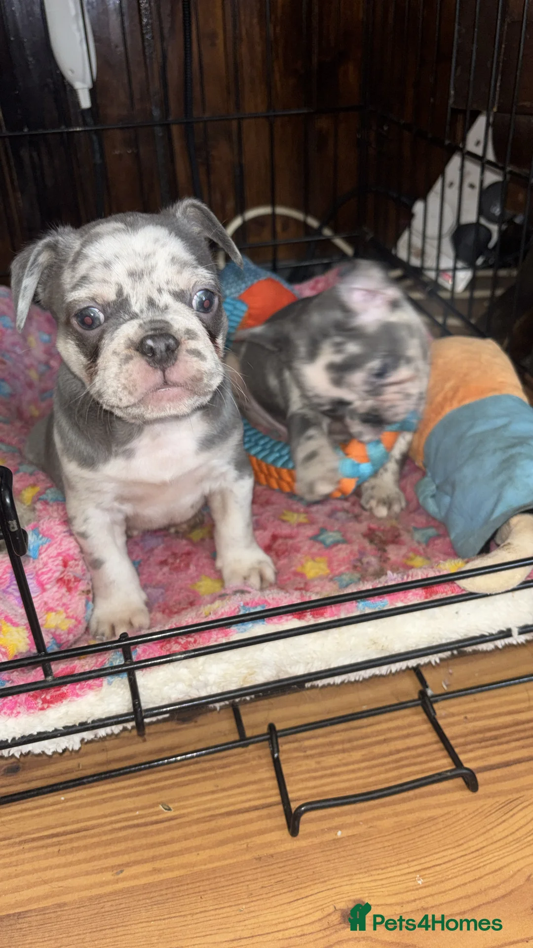 French Bulldog dogs for sale: French bulldogs  - Advert 2